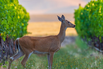 Deer in the Vineyards
