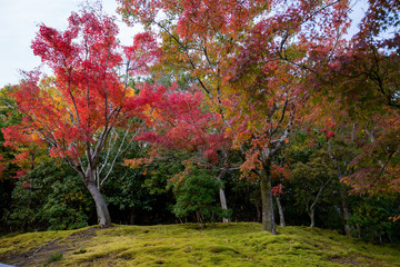 Naklejka premium 綺麗な紅葉の葉