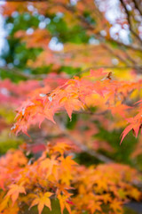 綺麗な紅葉の葉