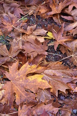 Autumn Leaves Piling up