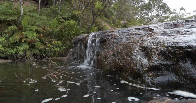 Carrington Falls ferns small waterfall nellies Glen