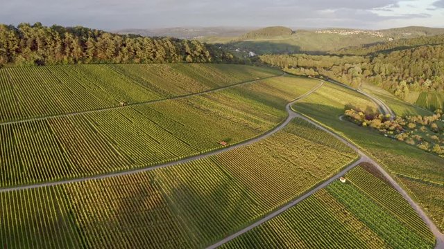 aerial view of vineyard in autum, colorful view of fields in valley Remstal in Germany