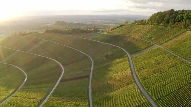 aerial view of vineyard in autum, colorful view of fields in valley Remstal in Germany