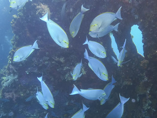 elongate surgeonfish at the liberty wreck in tulamben on the island of bali