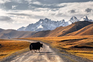 Yak in the mountain valley