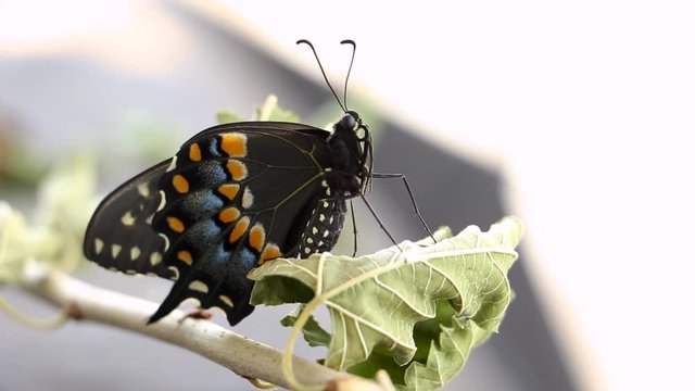 Swallowtail Butterfly Shaking Legs