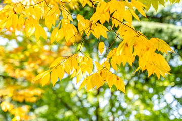 Autumn leaves on green nature background. Natural green background with golden leaves