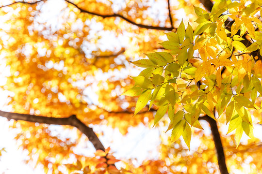 Autumn Leaves On Yellow Nature Background. Natural Background With Golden Leaves