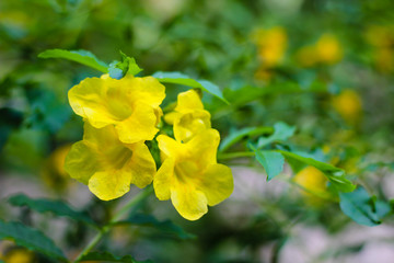 yellow flower in the sunny garden