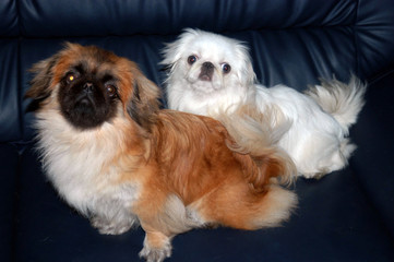 Puppies smiling for camera in China.