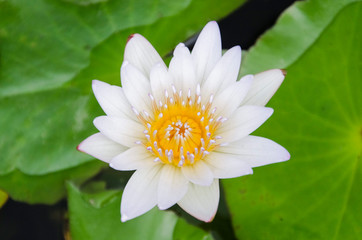 White lotus flower on lotus leaves