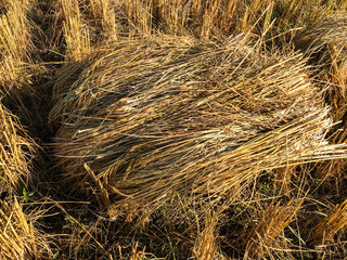 harvesting rice in rice field in Thailand