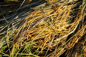 Closeup of yellow paddy rice field with green leaf in a sunny day
