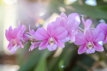 Fototapeta na wymiar Close-Up Of Pink orchid Flowering Plant In nature