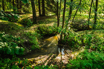 Fototapeta premium Small river in the green summer forest. Long Exposure.