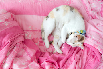 The calico cat slept curled up on a blanket pink happily.