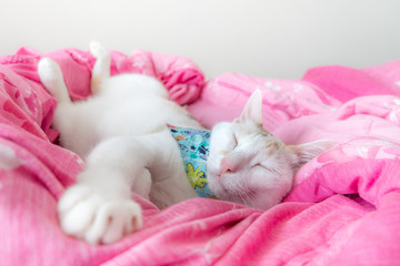 Fototapeta na wymiar The calico cat sleeps comfortably on the pink duvet.