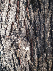 Wood texture