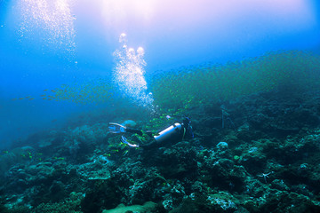 Fototapeta na wymiar diver and school of yellow snappers - PhiPhi Island Thailand 