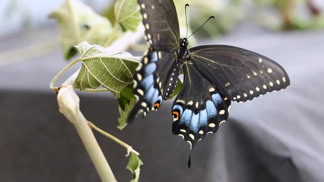 Swallowtail Butterfly Flapping Wings