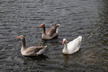 amigables aves en entre rios