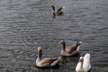 amigables aves en entre rios