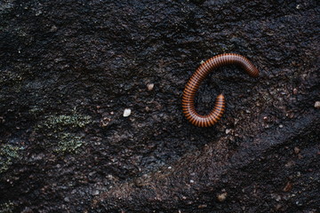 Giant brown millipede walking on dark rock wall in tropical rainforest of Thailand