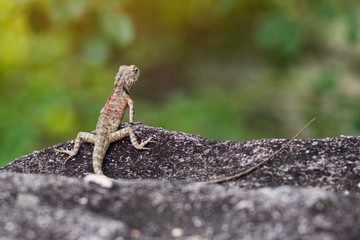 Portrait of Oriental Garden Lizard, eastern garden lizard or changeable lizard on the rock with green natural background and copy space for text , animal wildlife concept.