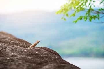 Portrait of Oriental Garden Lizard, eastern garden lizard or changeable lizard on the rock with green natural background and copy space for text , animal wildlife concept.