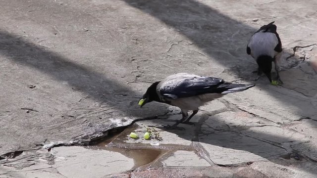 two crows eat green grape