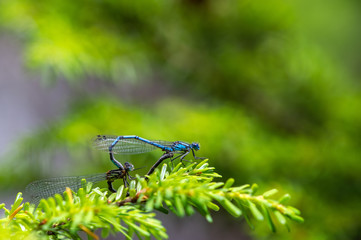 ルリイトトンボ　交尾