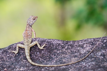 Portrait of Oriental Garden Lizard, eastern garden lizard or changeable lizard on the rock with green natural background and copy space for text , animal wildlife concept.