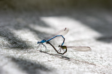 ルリイトトンボ　交尾