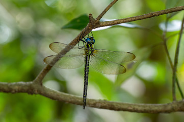 ネアカヨシヤンマ