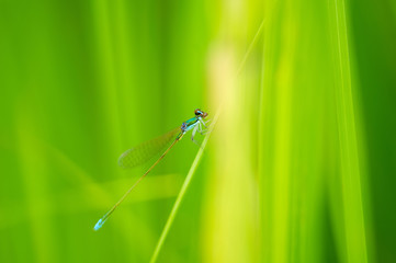 カラカネイトトンボ　オス
