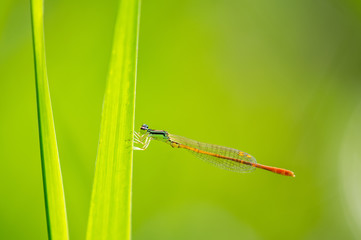 モートンイトトンボ　オス