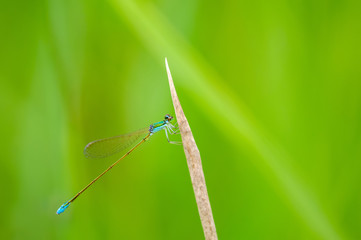 カラカネイトトンボ　オス