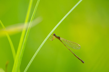 カラカネイトトンボ　メス