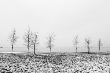 Winter trees by the lake
