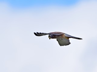 青空バックに獲物を求めてホバリングするチョウゲンボウ