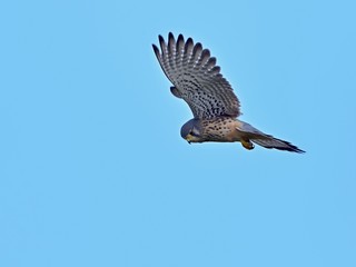 青空バックに獲物を求めてホバリングするチョウゲンボウ