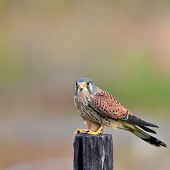 すまし顔でくつろぐチョウゲンボウ