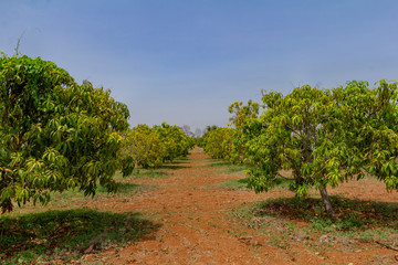 A Mango Tree Farm