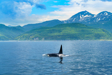 北海道　知床　羅臼の海を泳ぐシャチ © shota