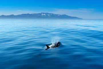 北海道　知床　羅臼の海を泳ぐシャチ