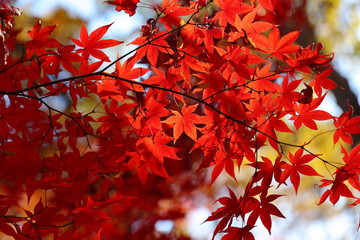 紅葉