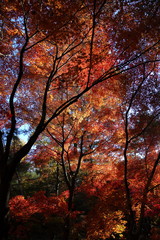 Fototapeta premium 紅葉