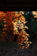 紅葉