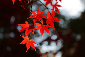 紅葉