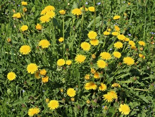 Obraz premium Blooming bright yellow Taraxacum flowers in a meadow on a spring, sunny day
